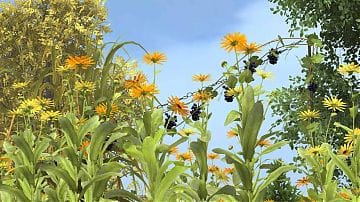 Sanssouci_Mohnblumen.jpg